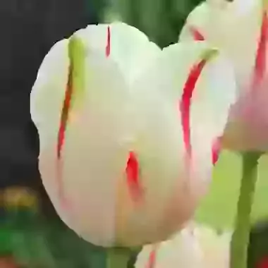 Sorbet